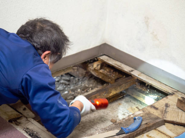 Best Affordable Mold Removal  in Mcleansville, NC