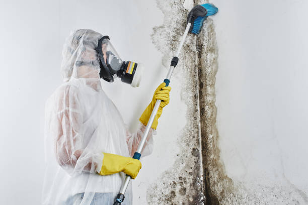Best Certified Mold Removal  in Mcleansville, NC