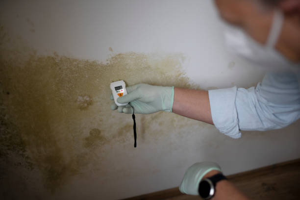 Best Best Mold Removal Companies  in Mcleansville, NC