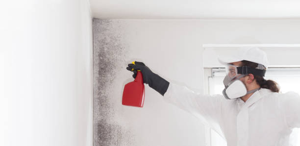 Best Office Mold Removal Services  in Mcleansville, NC