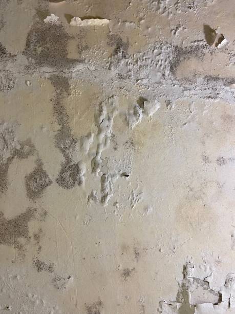 Best Attic Mold Removal  in Mcleansville, NC
