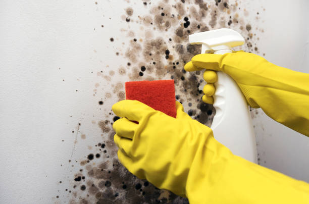 Mold Removal Process in Mcleansville, NC