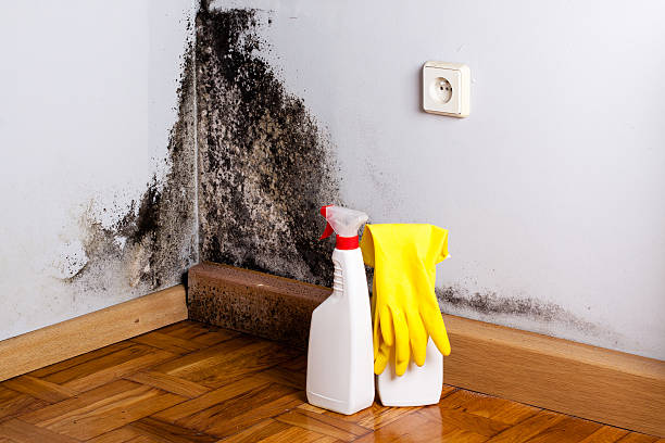 Best Home Mold Removal  in Mcleansville, NC