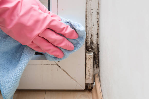 Best Emergency Mold Removal  in Mcleansville, NC