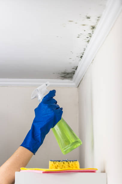 Best Mold Remediation  in Mcleansville, NC