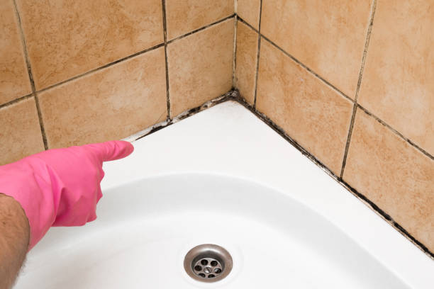 Best Best Mold Removal Companies  in Mcleansville, NC