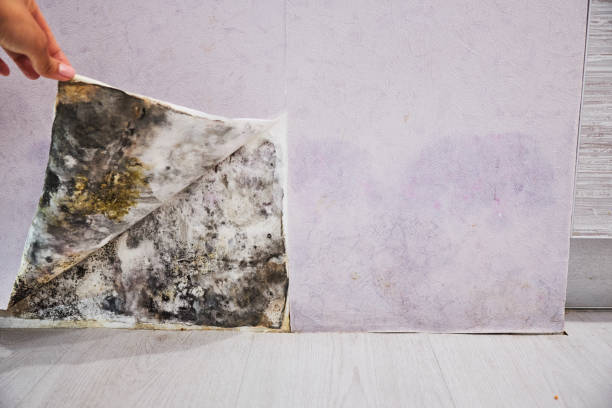 Best Commercial Mold Removal  in Mcleansville, NC